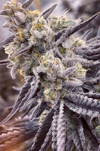 RS11 - Original DEO Farm's Wizard Trees Cut - hybrid
